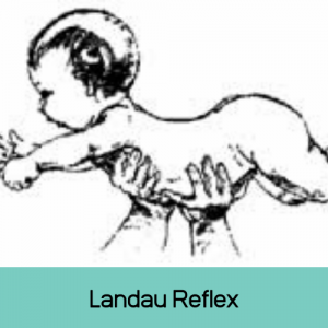 Landau Reflex - Reflexintegratietherapie